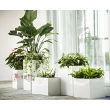 專注室內(nèi)綠植服務(wù)8年，綠植租賃，免費(fèi)養(yǎng)護(hù)，一站式商務(wù)空間